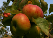 Bramley Apple, Orchard